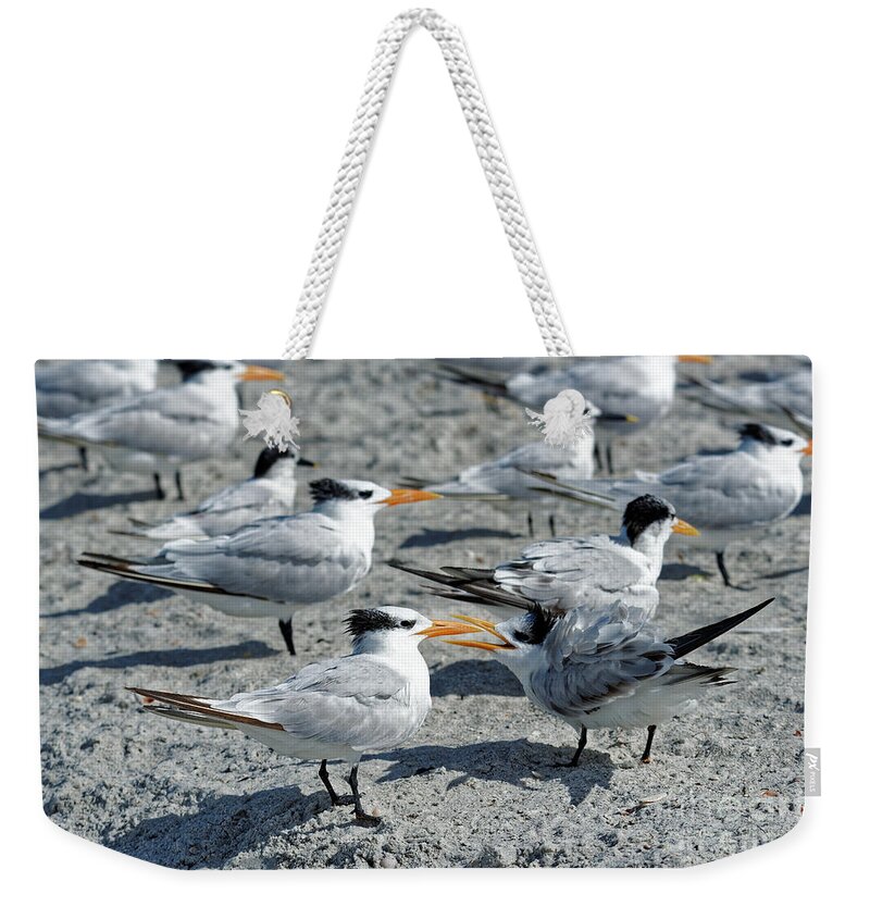 Royal Terns Weekender Tote Bag featuring the photograph Royal Terns by Paul Mashburn