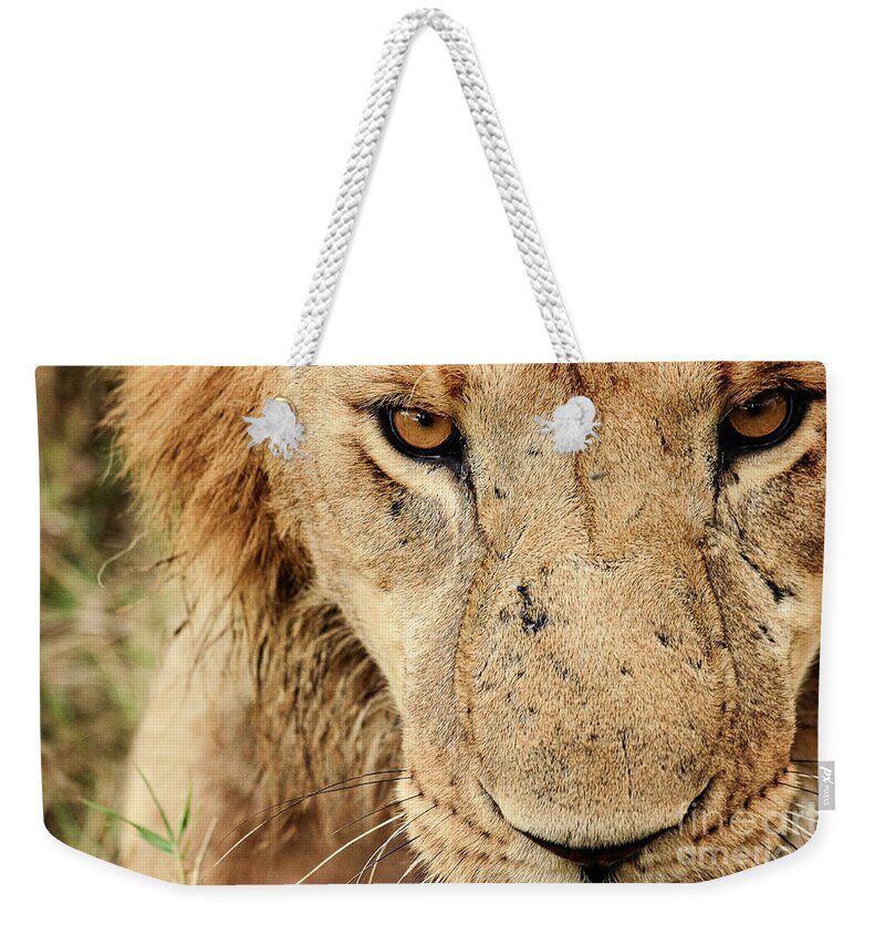 Lion Weekender Tote Bag featuring the photograph Royalty by Kathy Strauss