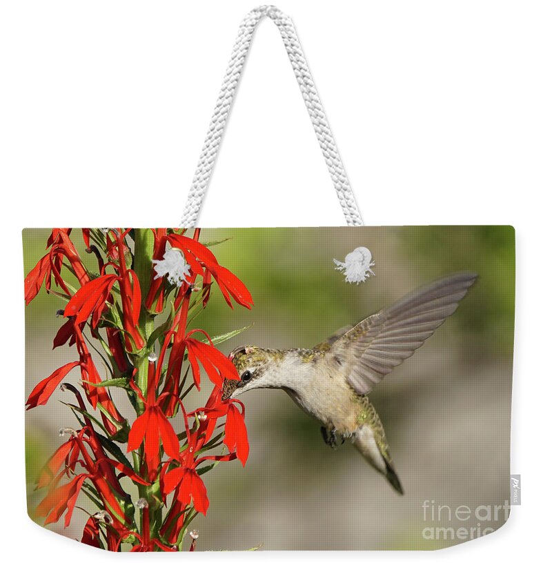 Robert E Alter Weekender Tote Bag featuring the photograph Ruby-Throated Hummingbird Sips on Cardinal Flower by Robert E Alter Reflections of Infinity