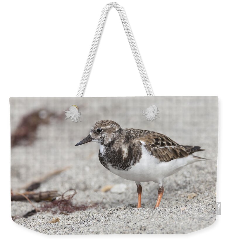 Arenaria Weekender Tote Bag featuring the photograph Ruddy Turnstone on the beach by David Watkins