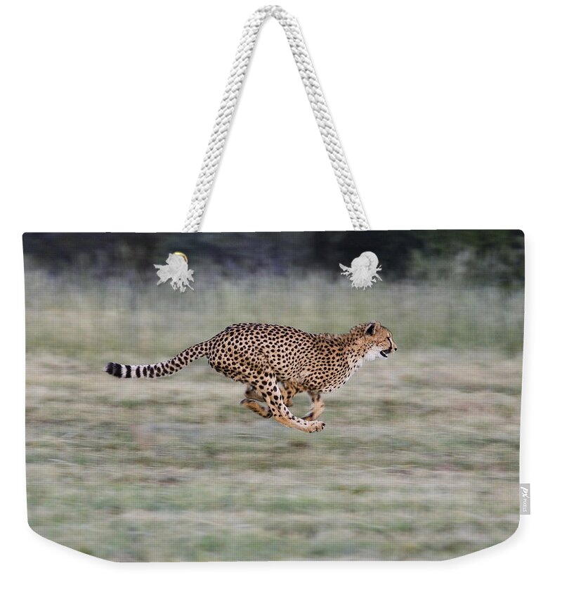 Mp Weekender Tote Bag featuring the photograph Running Cheetah in Namibia by Suzi Eszterhas