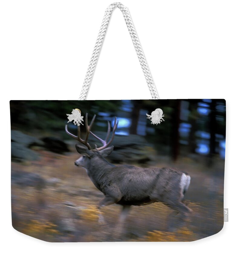 Mark Miller Photos Weekender Tote Bag featuring the photograph Running Mule Deer Buck by Mark Miller