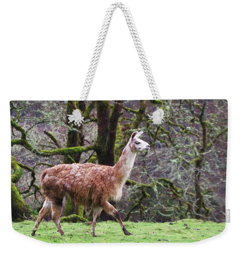Adria Trail Weekender Tote Bag featuring the photograph Runway Composure by Adria Trail