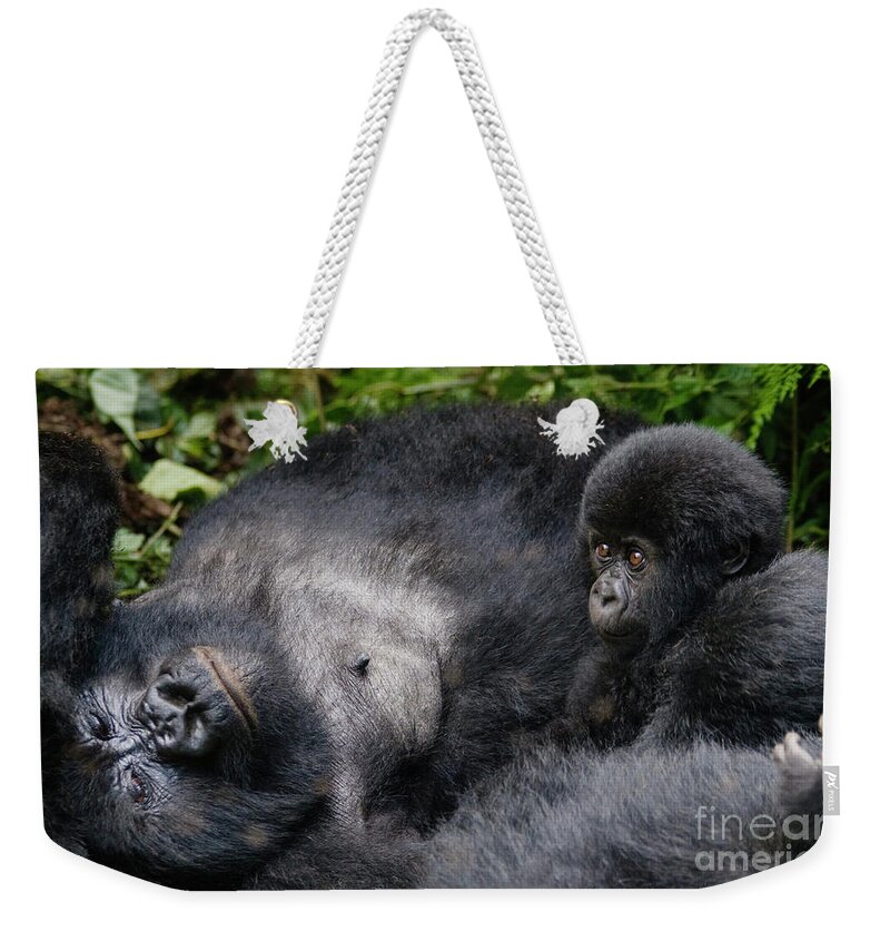 Gorilla Beringei Weekender Tote Bag featuring the photograph Rwanda_d150 by Craig Lovell