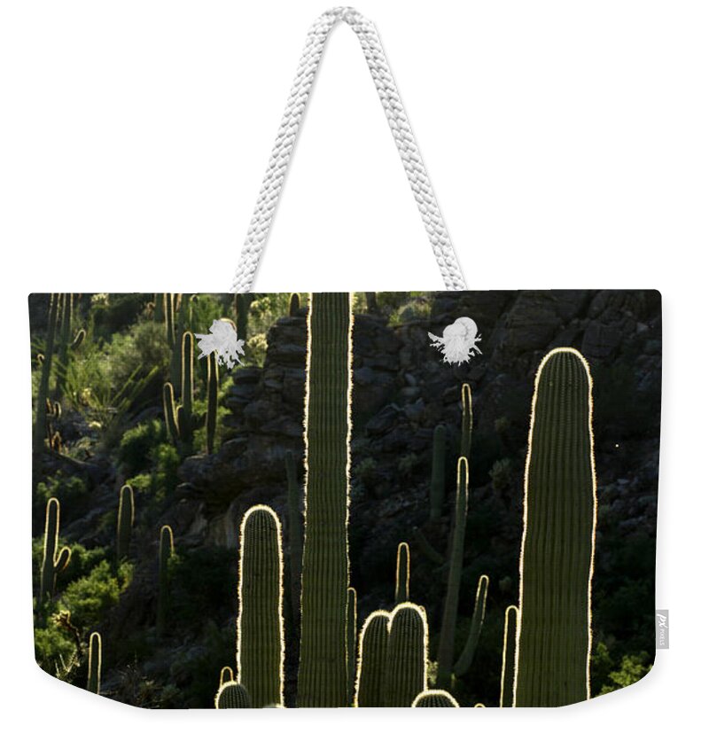 Saguaro Weekender Tote Bag featuring the photograph Saguaro Cactus Backlit by Jill Reger
