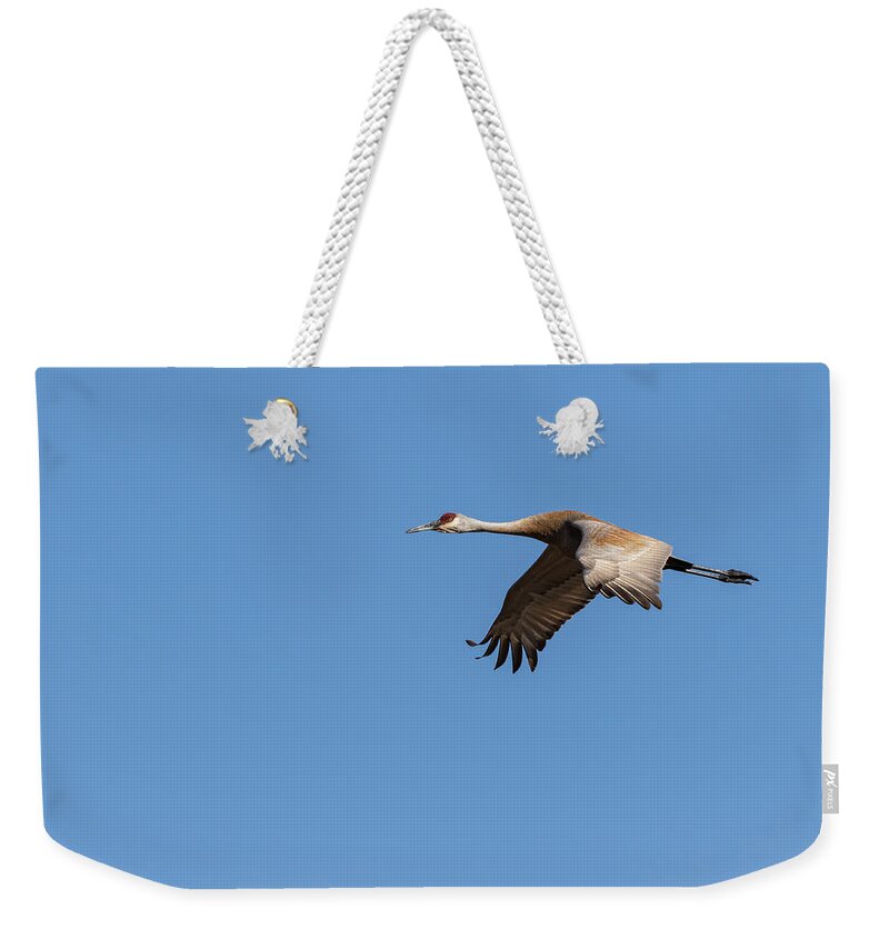 Sandhill Crane Weekender Tote Bag featuring the photograph Sandhill Crane 2017-1 by Thomas Young