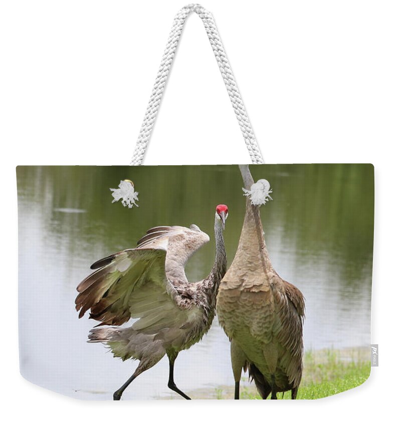 Florida Sandhill Crane Weekender Tote Bag featuring the photograph Sandhill Crane Courtship Dance 10 by Carol Groenen