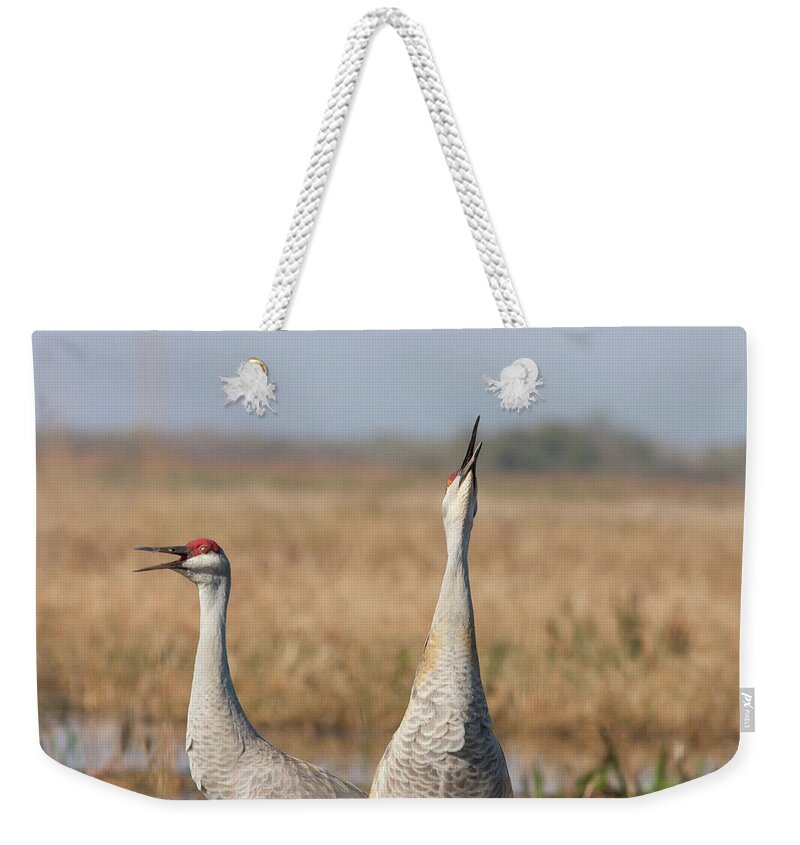 Sandhill Crane Weekender Tote Bag featuring the photograph Sandhill Cranes Calling by Paul Rebmann
