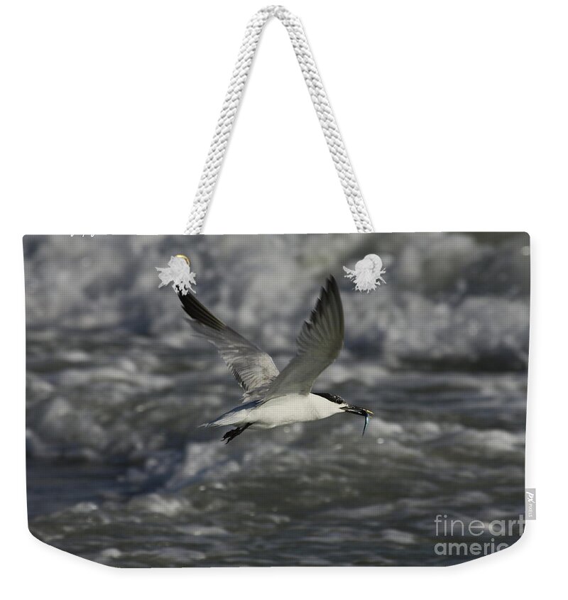 Sandwhich Tern Weekender Tote Bag featuring the photograph Sandwhich Tern flies over stormy waves by Barbara Bowen