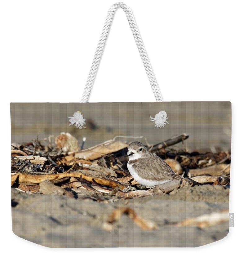 Animals Weekender Tote Bag featuring the photograph Sandy Beak -- Snowy Plover on the Beach in Morro Bay, California by Darin Volpe