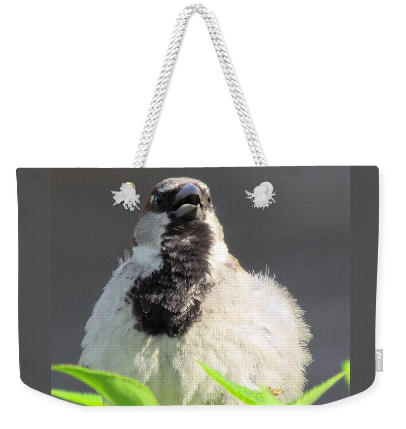 Bird Weekender Tote Bag featuring the photograph Sassy Sparrow Sings For Her Supper by Lori Lafargue