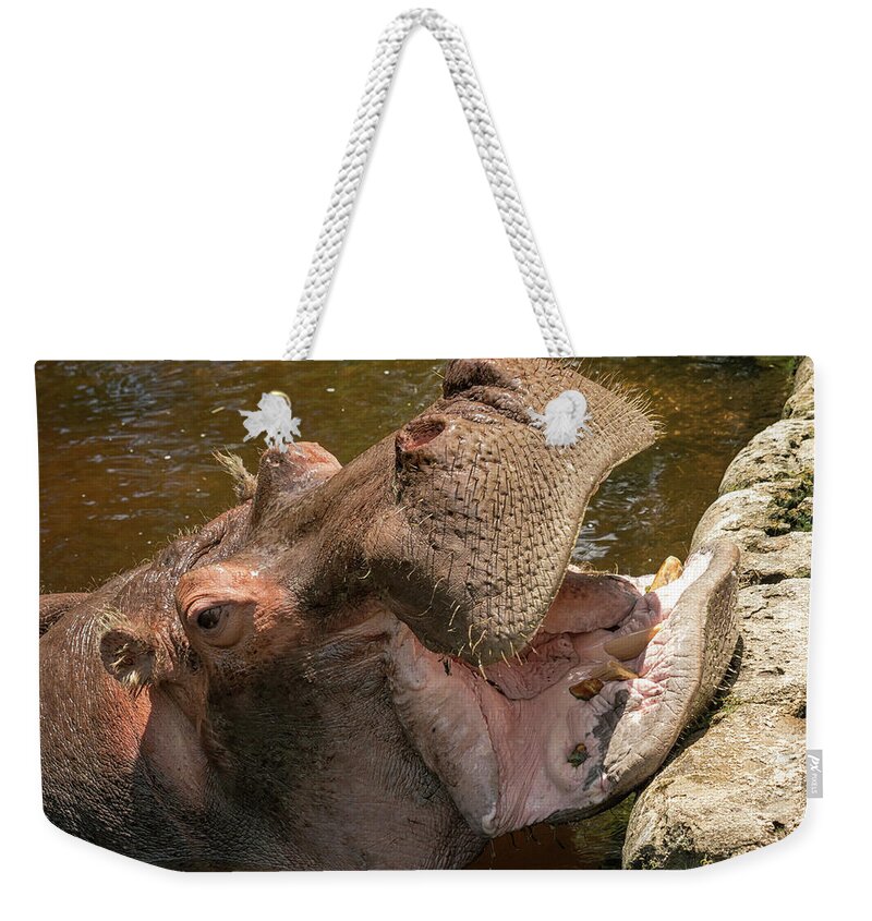 Hippo Weekender Tote Bag featuring the photograph Say Ahhhh by Travis Rogers