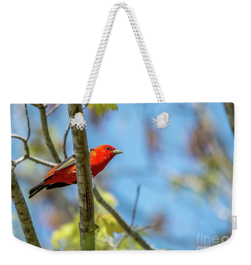 Cheryl Baxter Photography Weekender Tote Bag featuring the photograph Scarlet Tanager Under a Blue Sky by Cheryl Baxter