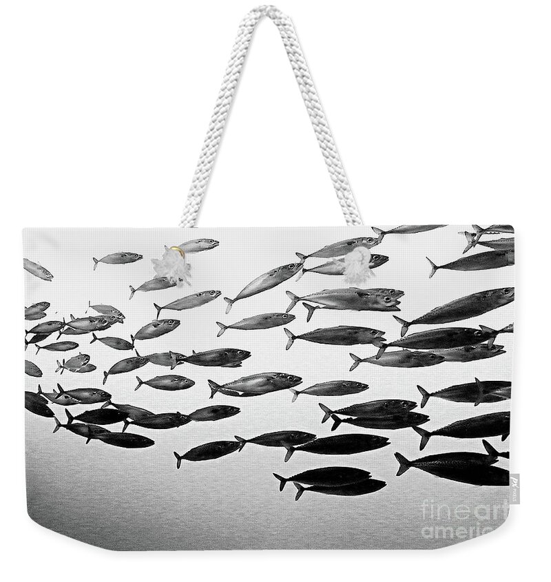 Fish Weekender Tote Bag featuring the photograph School's Out by Tom Griffithe