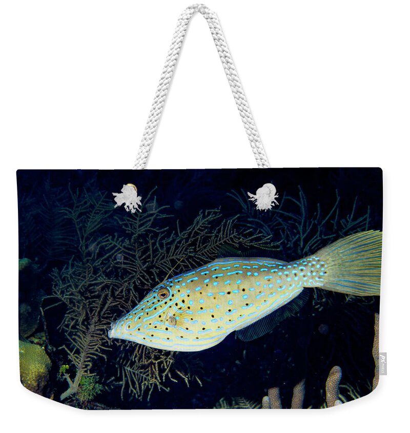 Jean Noren Weekender Tote Bag featuring the photograph Scrawled Filefish by Jean Noren