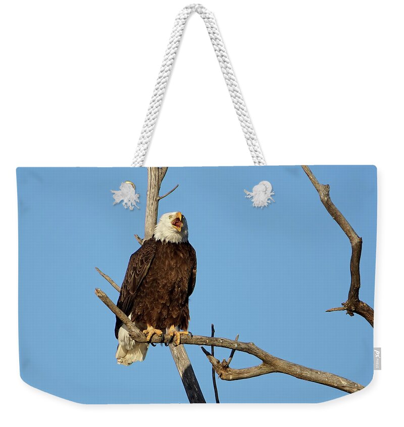 Bald Eagle Weekender Tote Bag featuring the photograph Screaming Eagle by Alan Hutchins