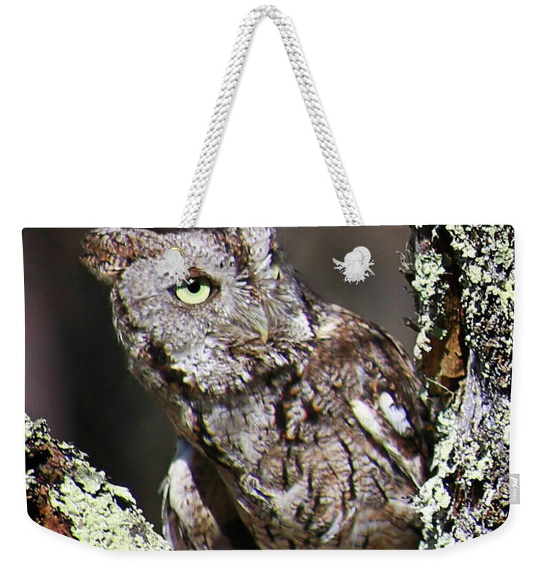 Screech Owl Weekender Tote Bag featuring the photograph Screech Owl by SC Shank