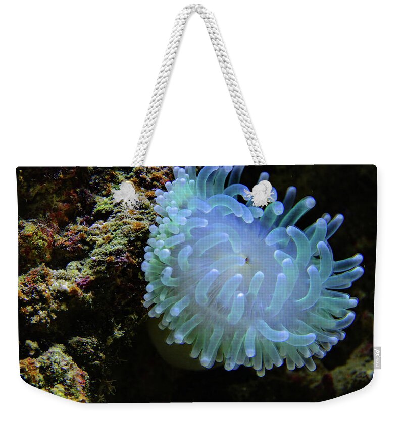 Anemone Weekender Tote Bag featuring the photograph Sea Anemone by Ryan Workman Photography