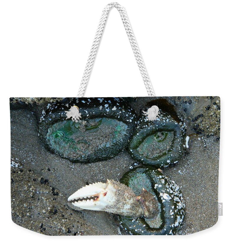 Sea Anemones Weekender Tote Bag featuring the photograph Sea Anemones and a Crab Pincher by Gallery Of Hope 