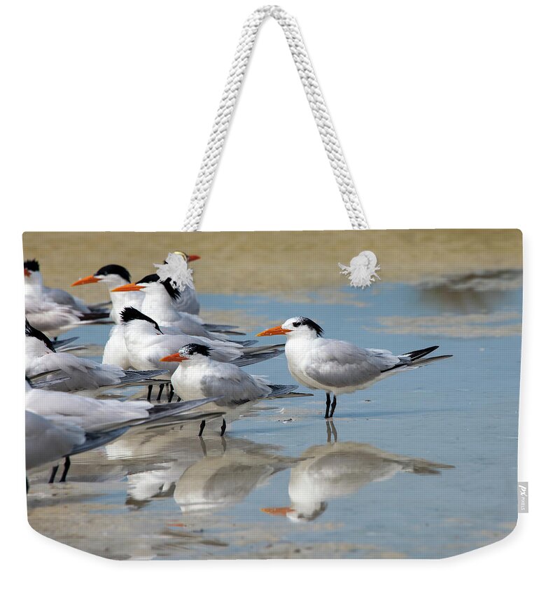 Florida Weekender Tote Bag featuring the photograph Sea birds by Gouzel -