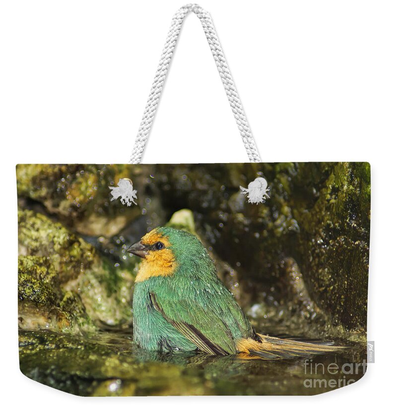 Finch Photography Weekender Tote Bag featuring the photograph Sea Green Parrot Finch Bath by Olga Hamilton