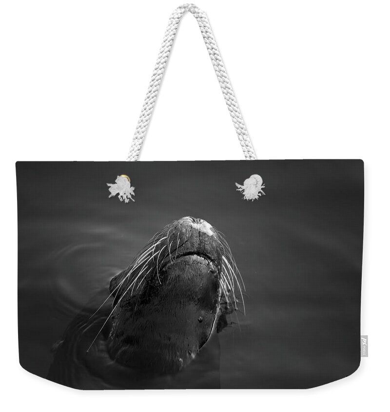 Wildlife Weekender Tote Bag featuring the photograph Sea Lion V BW by David Gordon