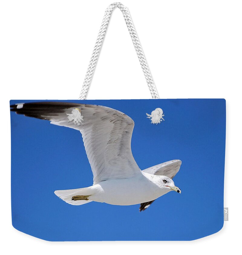 Photography Weekender Tote Bag featuring the photograph Seagull by Ludwig Keck