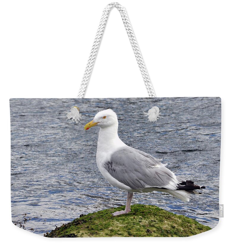 Wildlife Weekender Tote Bag featuring the photograph Seagull Posing by Glenn Gordon