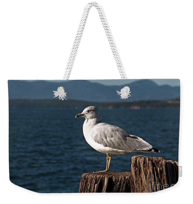 Seagull Weekender Tote Bag featuring the photograph Seagull Rest by Mim White