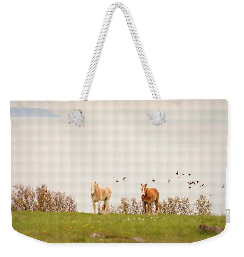 Horses Weekender Tote Bag featuring the photograph Seahorse by Sue Long