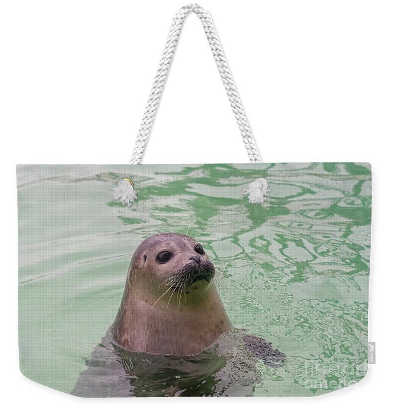Animals Weekender Tote Bag featuring the photograph Seal in water by Patricia Hofmeester