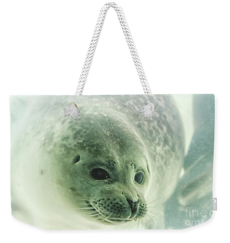 Animals Weekender Tote Bag featuring the photograph Seal underwater in close up by Patricia Hofmeester