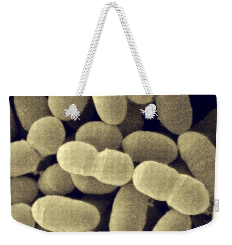 Sem Weekender Tote Bag featuring the photograph Sem Of Lactobacillus Sakei by Scimat