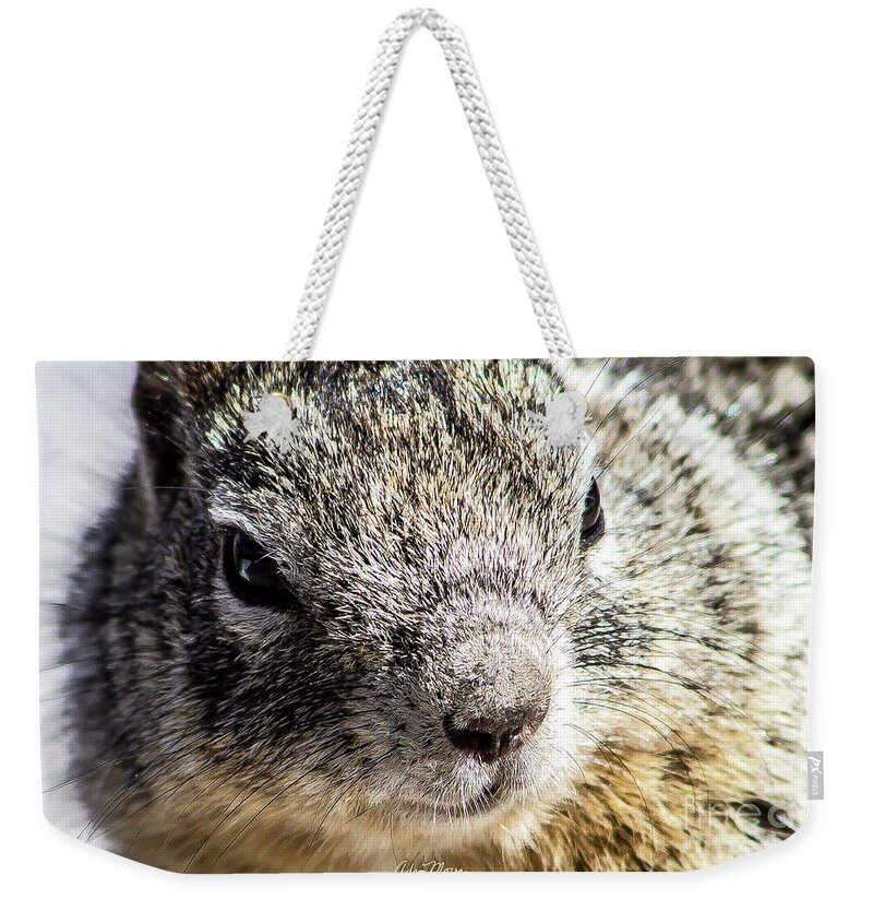 Wildlife Weekender Tote Bag featuring the photograph Serious Squirrel by Adam Morsa