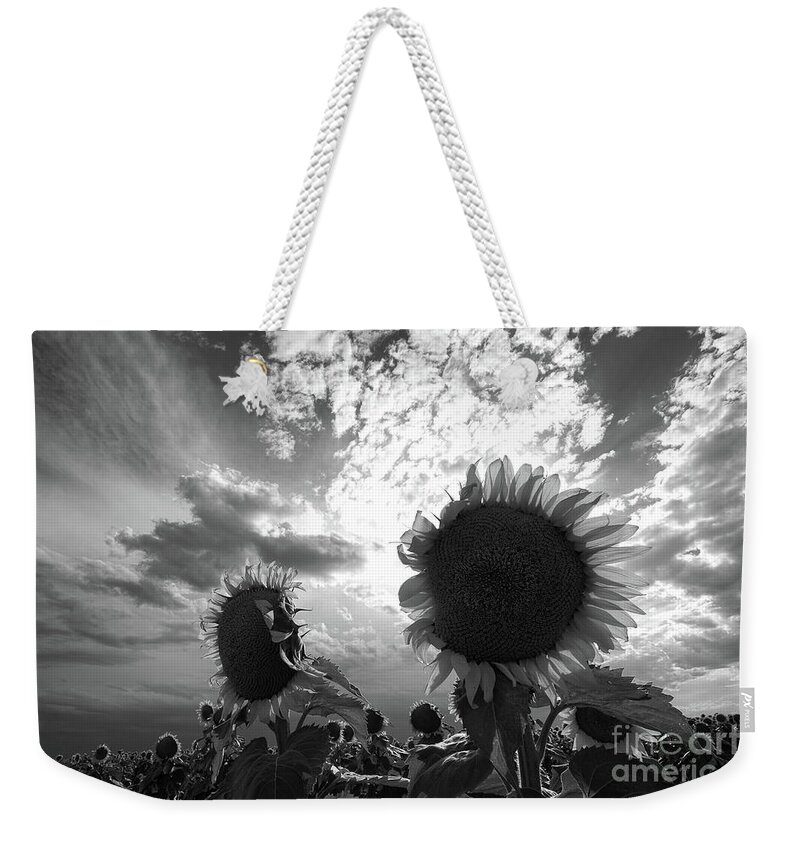 Sunflowers Weekender Tote Bag featuring the photograph Shades of Grey by Jim Garrison