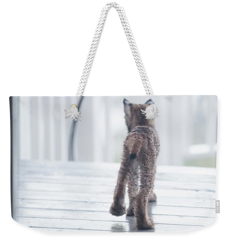 Lynx Weekender Tote Bag featuring the photograph Shake It Off by Tim Newton