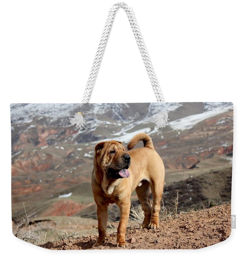 Shar Pei Weekender Tote Bag featuring the photograph Shar Pei by Jackie Russo