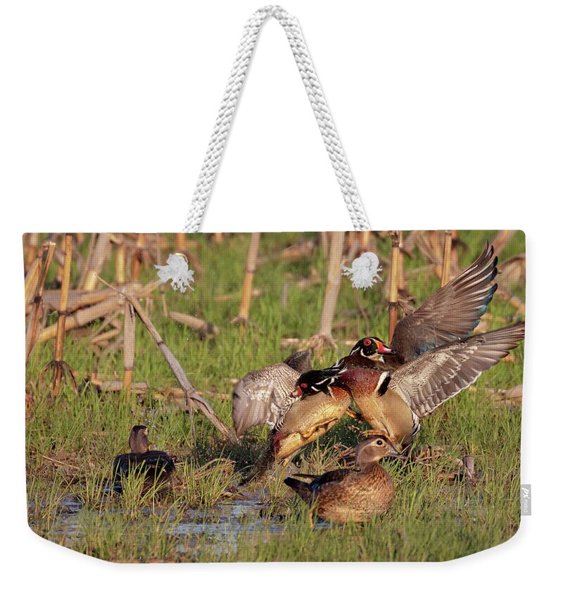 Wood Duck Weekender Tote Bag featuring the photograph She Started It by Susan Rissi Tregoning