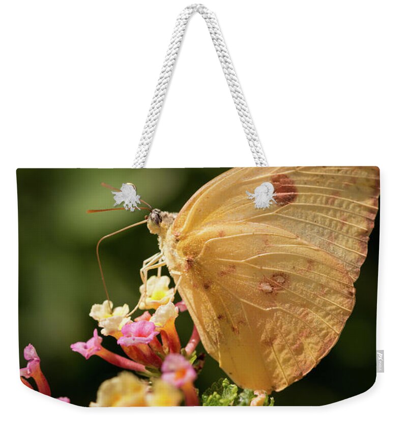 Butterfly Weekender Tote Bag featuring the photograph She Wears Her Heart on Her Wing by Ana V Ramirez