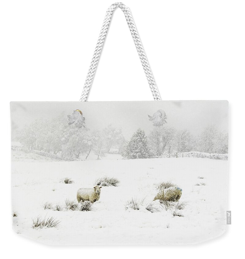 Animals Weekender Tote Bag featuring the photograph Sheep in the Snow by Chris Smith