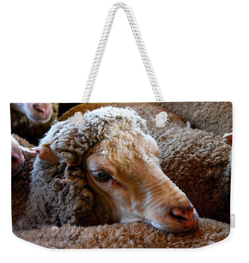 Sheep Weekender Tote Bag featuring the photograph Sheep to be Sheared by Susan Vineyard