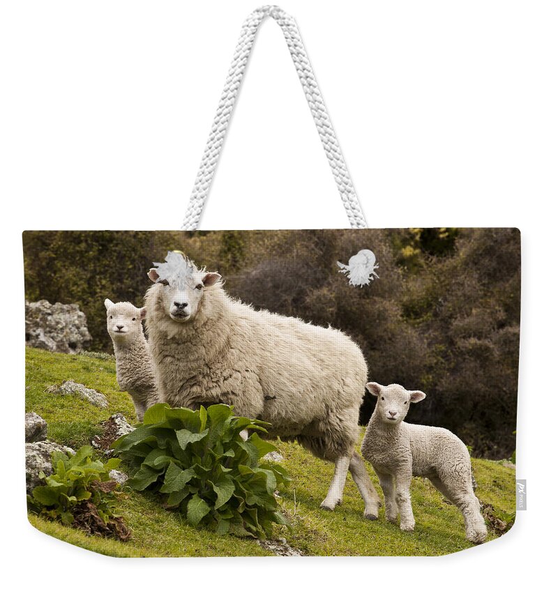 00479625 Weekender Tote Bag featuring the photograph Sheep With Twin Lambs Stony Bay by Colin Monteath