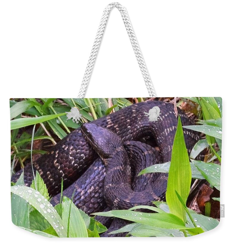 Animals Weekender Tote Bag featuring the photograph Shhhh1 by Charles HALL