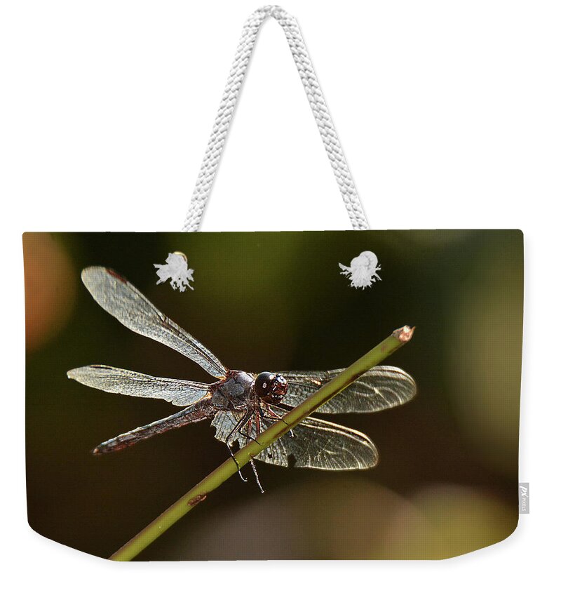 Insect Weekender Tote Bag featuring the photograph Shimmering Dragonfly by Alan Lenk