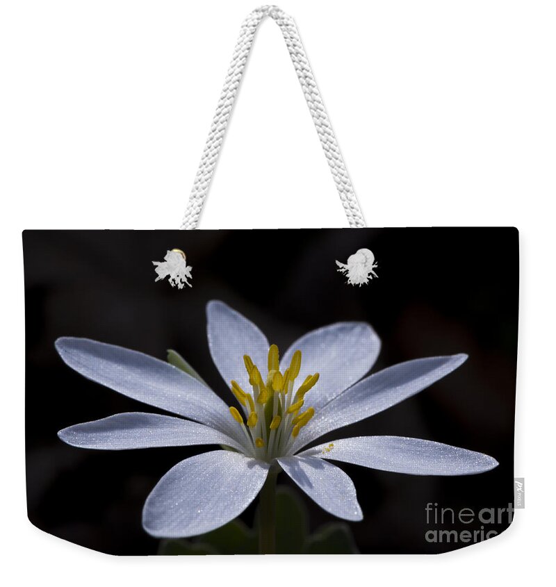 Bloodroot Weekender Tote Bag featuring the photograph Shimmering Petals by Andrea Silies