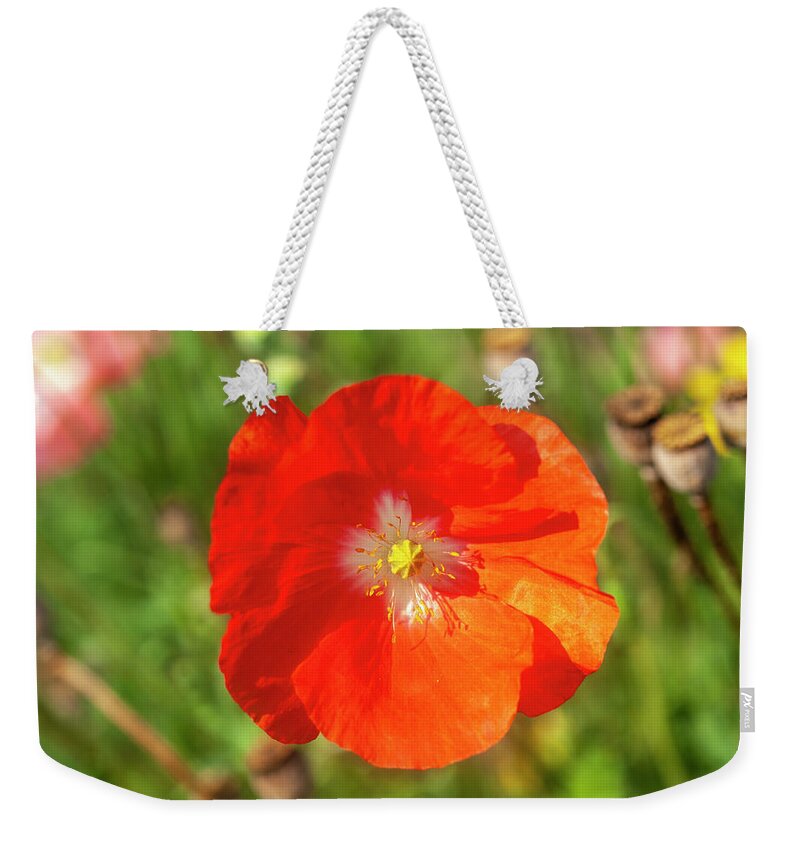 Shirley Poppy Weekender Tote Bag featuring the photograph Shirley Poppy 2018-10 by Thomas Young