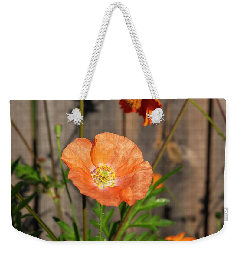 Shirley Poppy Weekender Tote Bag featuring the photograph Shirley Poppy 2018-12 by Thomas Young