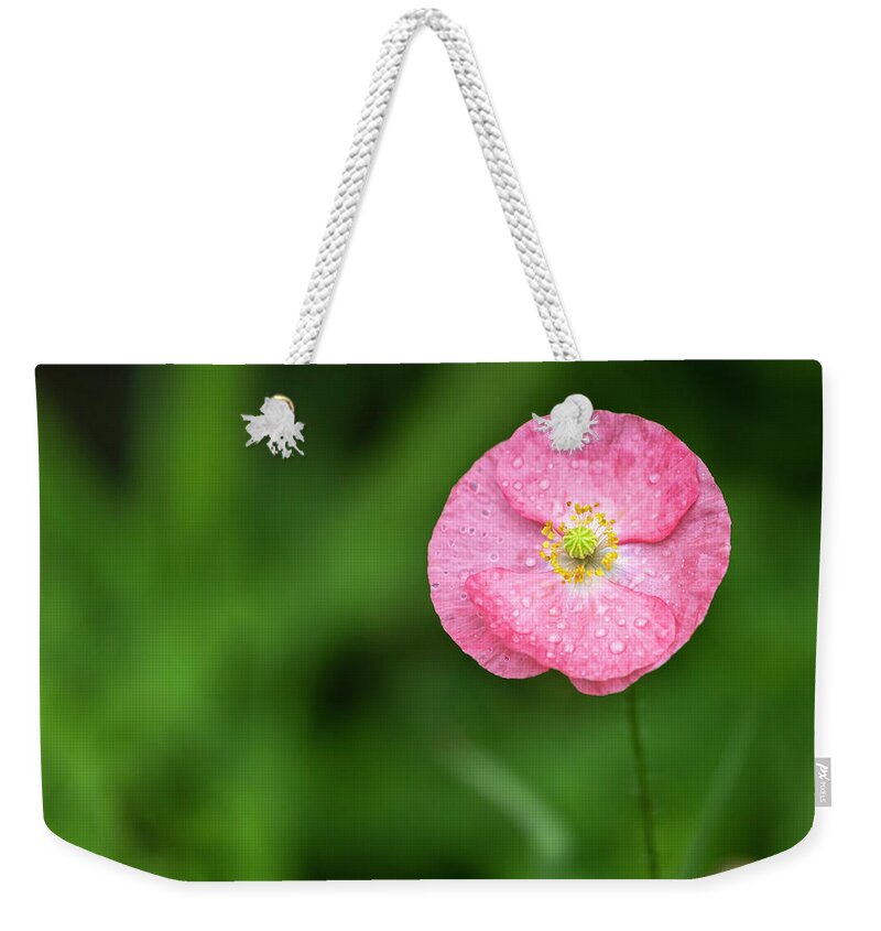 Shirley Poppy Weekender Tote Bag featuring the photograph Shirley Poppy 2018-6 by Thomas Young