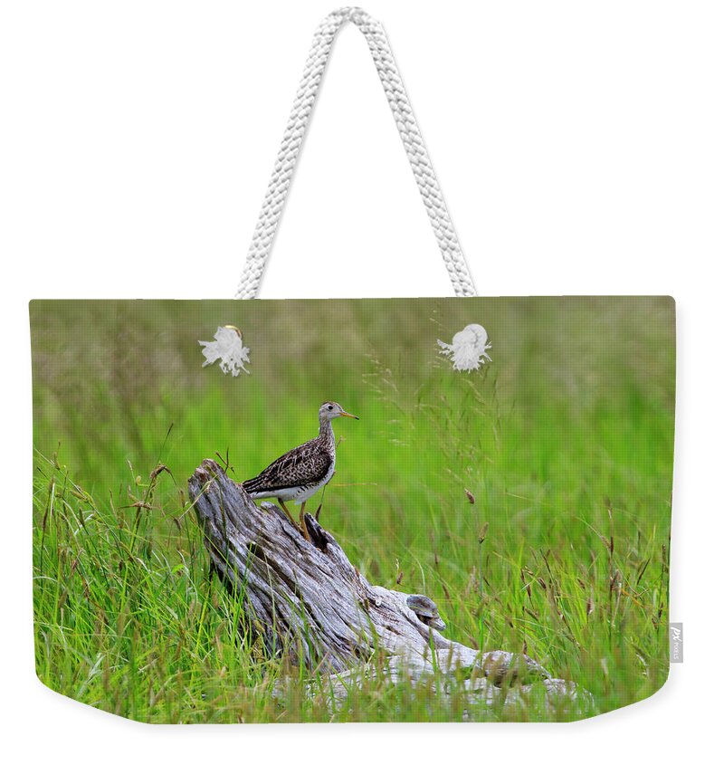 Grassland Weekender Tote Bag featuring the photograph Shorebird of the Grasslands by Gary Hall