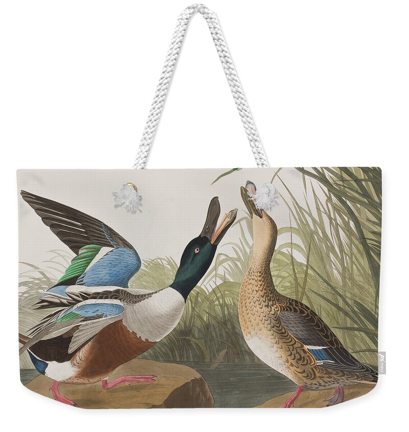 Duck Weekender Tote Bag featuring the painting Shoveller Duck by John James Audubon